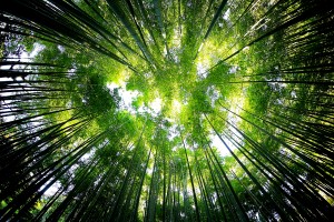 Bamboo Forest_OSG